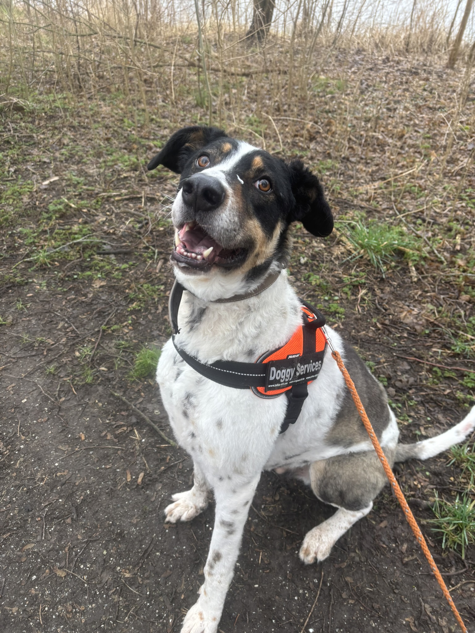 Hond met Doggy Services-harnas tijdens wandeling in Lelystad