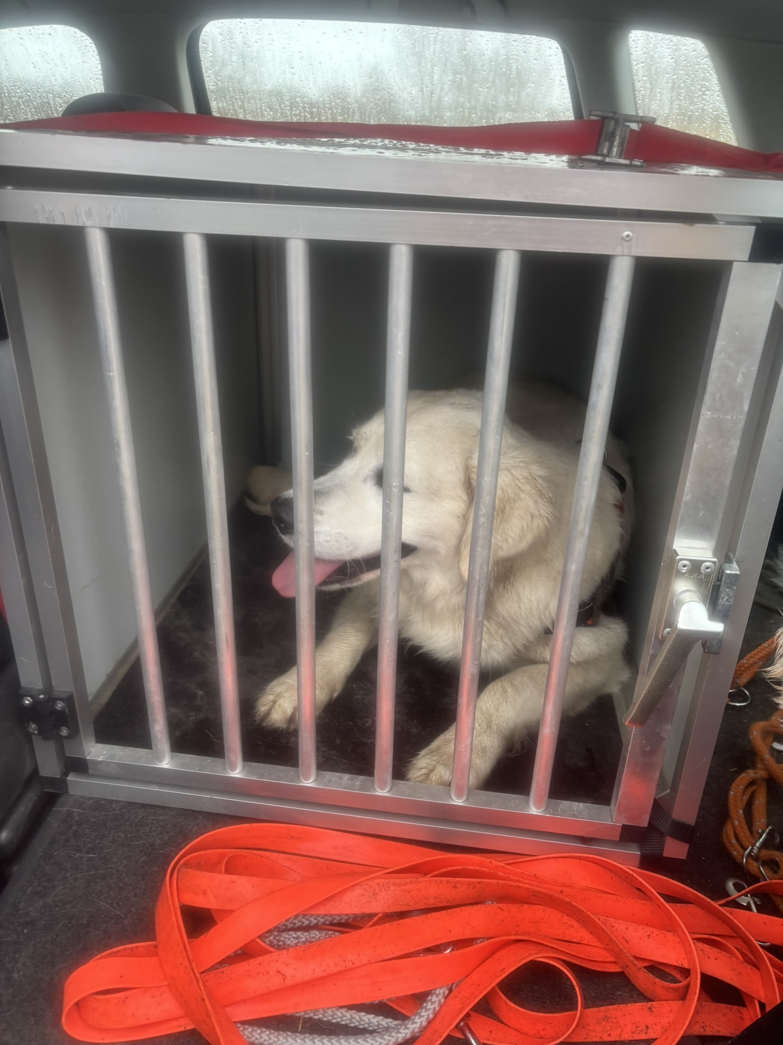 Veilig vervoer in hondenbench