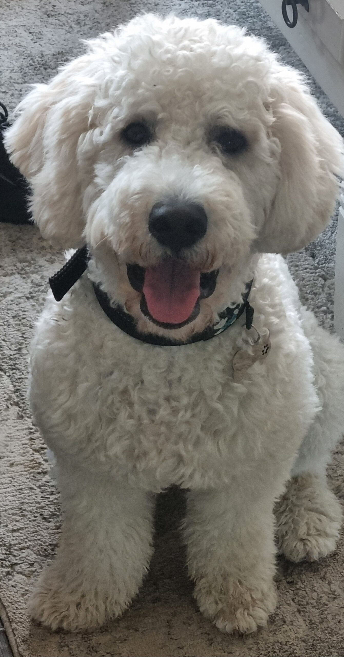 Blije hond van klant – positieve review