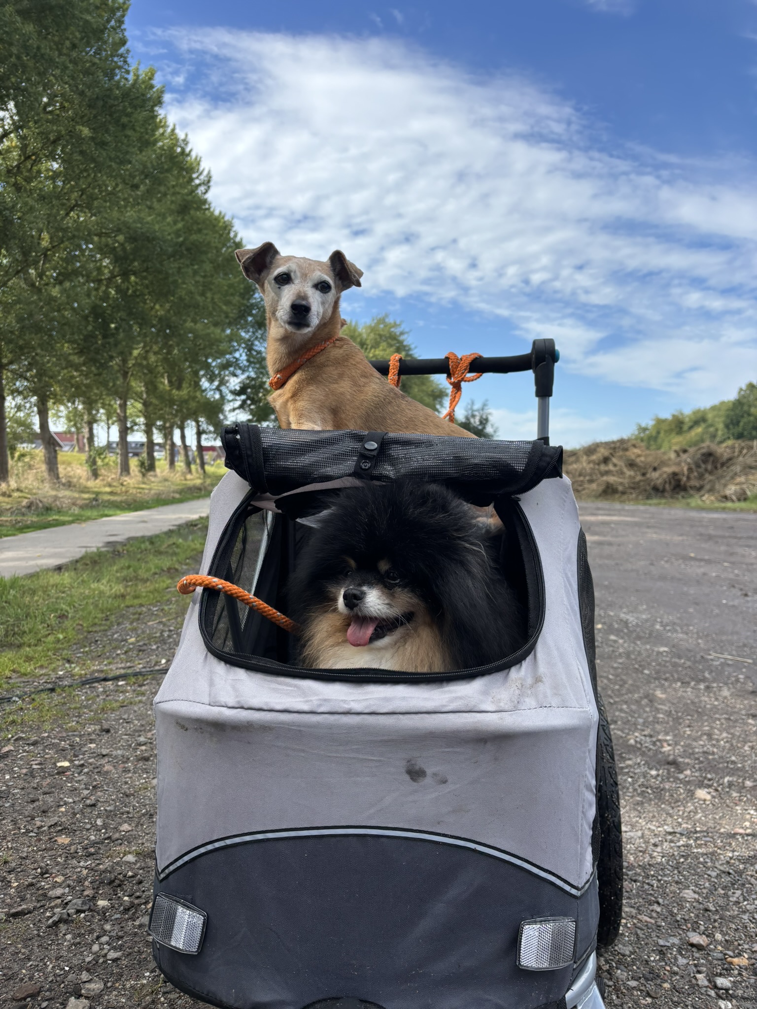 Twee kleine honden in buggy – zorg op maat