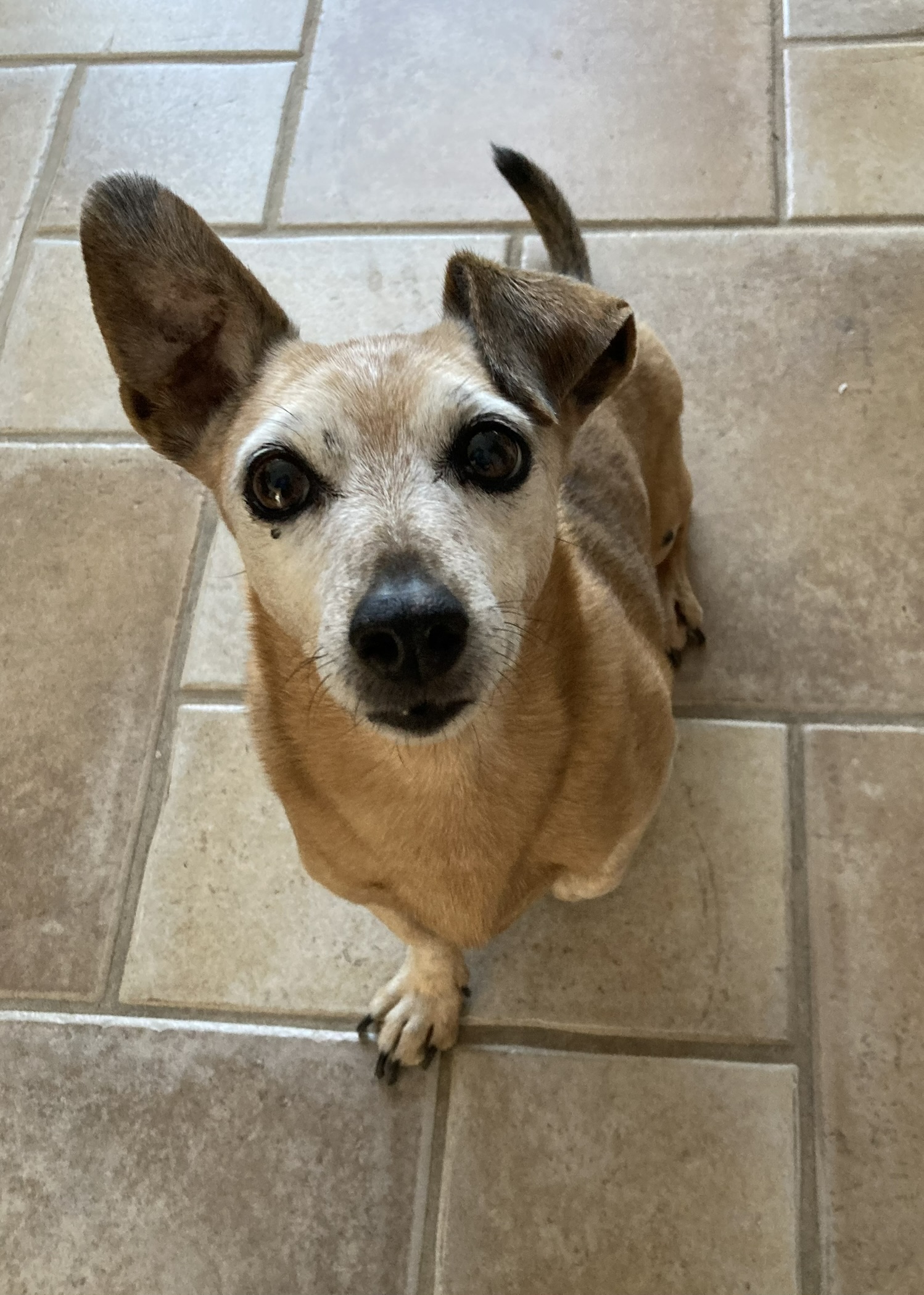 Senior hond – zachte zorg tijdens wandeling